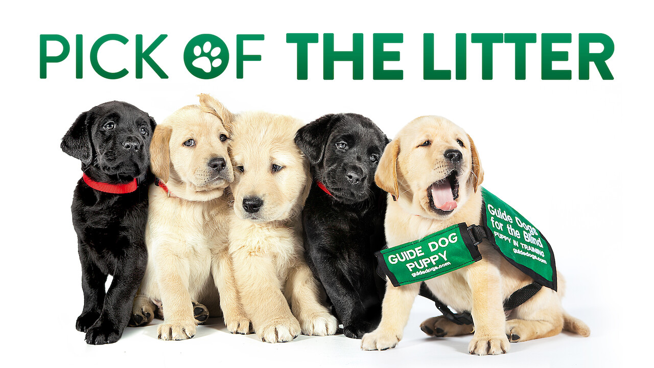 Is Pick Of The Litter On Netflix Uk Where To Watch The Documentary New On Netflix Uk